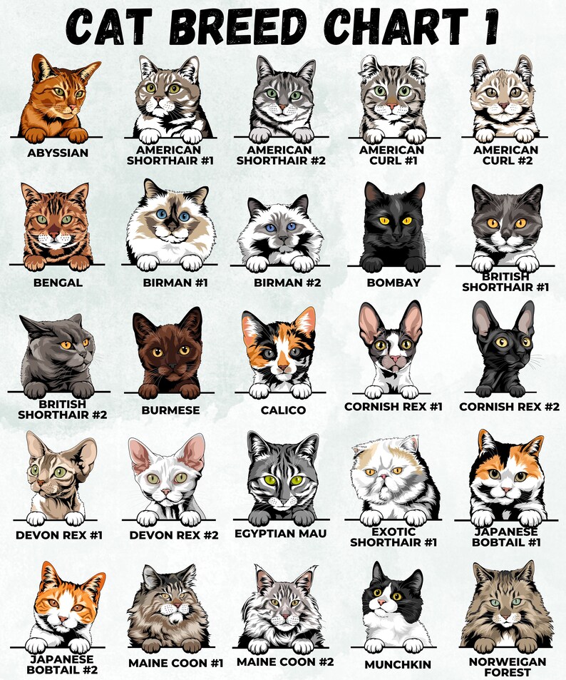 May include: A chart featuring 20 different cat breeds, each with a photo of a cat representing the breed. The breeds are: Abyssinian, American Shorthair #1, American Shorthair #2, American Curl #1, American Curl #2, Bengal, Birman #1, Birman #2, Bombay, British Shorthair #1, British Shorthair #2, Burmese, Calico, Cornish Rex #1, Cornish Rex #2, Devon Rex #1, Devon Rex #2, Egyptian Mau, Exotic Shorthair #1, Japanese Bobtail #1, Japanese Bobtail #2, Maine Coon #1, Maine Coon #2, Munchkin, Norwegian Forest.