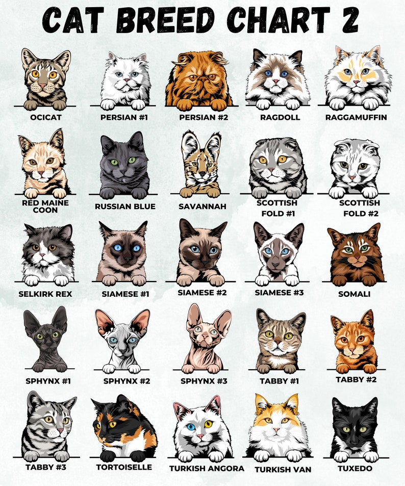 May include: A chart featuring 20 different cat breeds, each with a photo of a cat and the breed name. The breeds include Ocicat, Persian, Ragdoll, Ragamuffin, Red Maine Coon, Russian Blue, Savannah, Scottish Fold, Selkirk Rex, Siamese, Sphynx, Tabby, Turkish Angora, Turkish Van, and Tuxedo.
