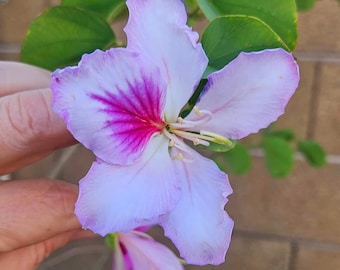 May include: A close-up of a vibrant flower with delicate, light pink petals edged in a deeper pink hue. The centre of the flower features a striking magenta pattern. Green leaves provide a contrasting backdrop.