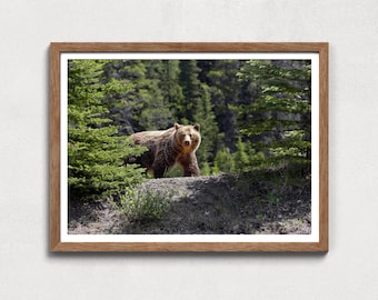 Grizzly Bear Digital Print, Rocky Mountain Wildlife Photography, Download Bear Wall Art