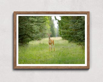 Hirsch druckbare Wandkunst, Weißwedelhirsch, rustikale Wohnkultur, Wildtier-Fotografie zum Downloaden