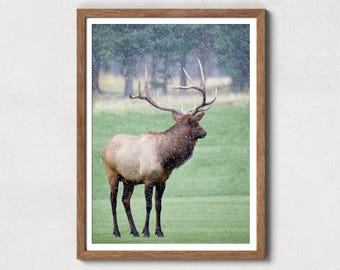 Bull Elk Photography Print: Rustic Wildlife Wall Art (Digital Download)