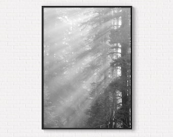 Stampa digitale in bianco e nero, paesaggio da parete, foresta, stampa digitale di paesaggio moderno da scaricare