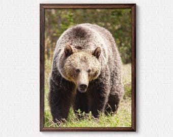 Fotografía de oso grizzly: Arte mural de la fauna de las Montañas Rocosas canadienses (descarga digital)