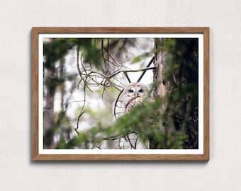 Barred Owl Digital Print, Owl Photo, Owl in the Forest, Rustic Canadian Wildlife, Printable Nature Wall Art