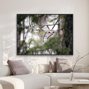 Barred Owl Digital Print, Owl Photo, Owl in the Forest, Rustic Canadian Wildlife, Printable Nature Wall Art
