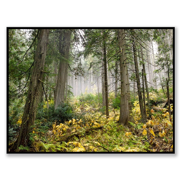 Giant Cedars Digital Print, Revelstoke National Park Canada, Autumn Landscape Printable, Rustic Wall Art Download