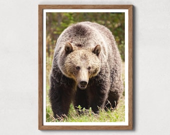 Grizzly Bear Photography Print: Canadian Rockies Wildlife Wall Art (Digital Download)