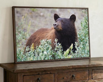 Black Bear Digital Print, Download Canadian Wildlife Photography, Printable Bear Wall Art