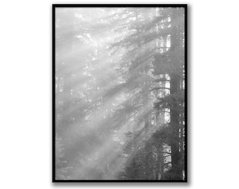 Impression numérique forêt noir et blanc, téléchargement de photographies de paysage, art mural imprimable