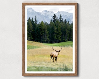 Bull Elk Digital Print, Elk Photography, Banff National Park, Elk Printable Wall Art