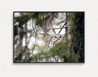 May include: A framed wall art print featuring a barred owl with brown and white mottled feathers perched on a tree trunk. The owl is partially obscured by green pine needles and thin, bare branches in a forest setting.