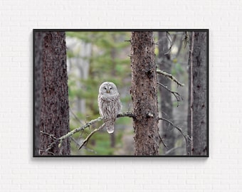 May include: A framed wall art print featuring a barred owl with grey and white mottled feathers perched on a thin branch between two dark, textured tree trunks in a forest setting with a soft, out-of-focus green background.