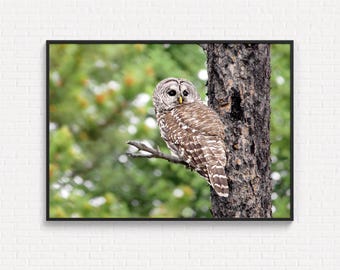 May include: A framed wall art print featuring a barred owl with brown and white mottled feathers perched on a tree branch. The owl has dark eyes and a yellow beak, positioned against a blurred green forest background in a black frame.