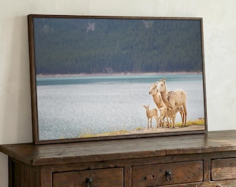 Druckbare Bighorn Schaf Foto, rustikale Wildtier Wandkunst, Natur Fotografie Digitaldruck, Sofort Download