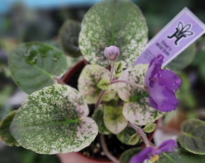 4 Harmonys Variegated African Violet 'ethels Wild Etsy