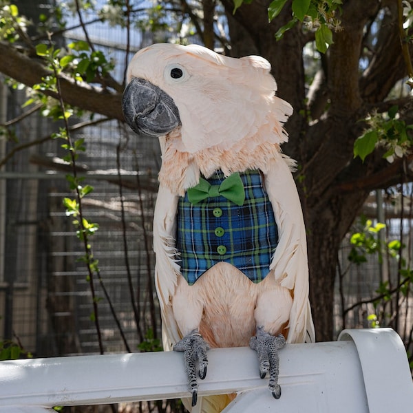 Blue and Green Plaid Vest and Bowtie for Medium and Large Birds