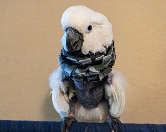 Stiff Neck Wrap/Collar for Parrots