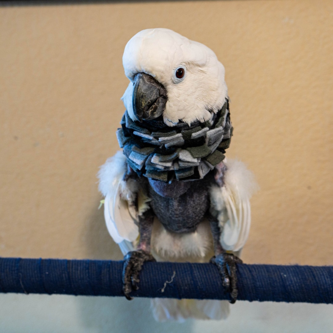 Stiff Neck Wrap/collar for Parrots - Etsy