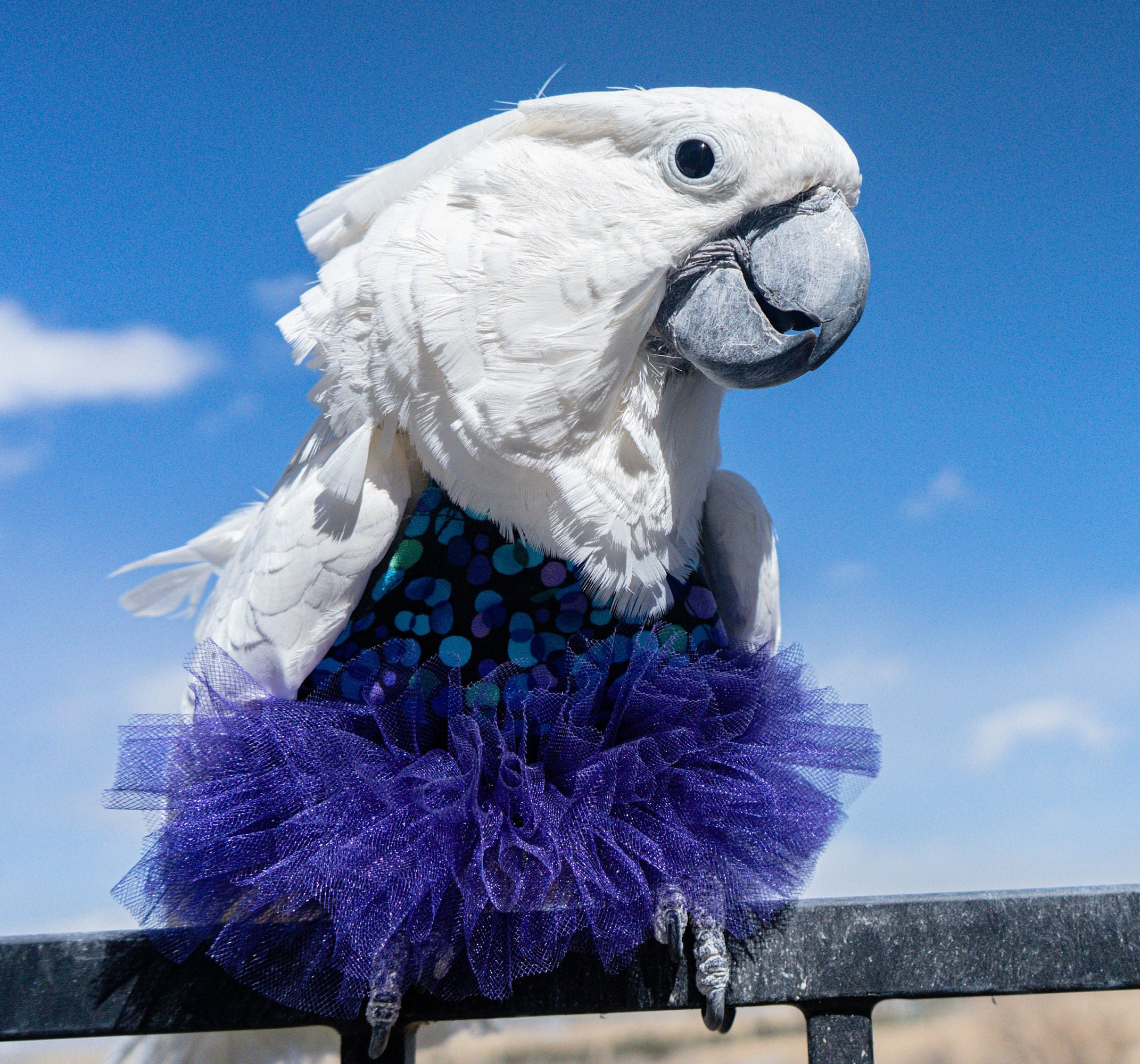 what bird is always dressed for a fancy party 15 Birds With Spectacularly Fancy Tail Feathers