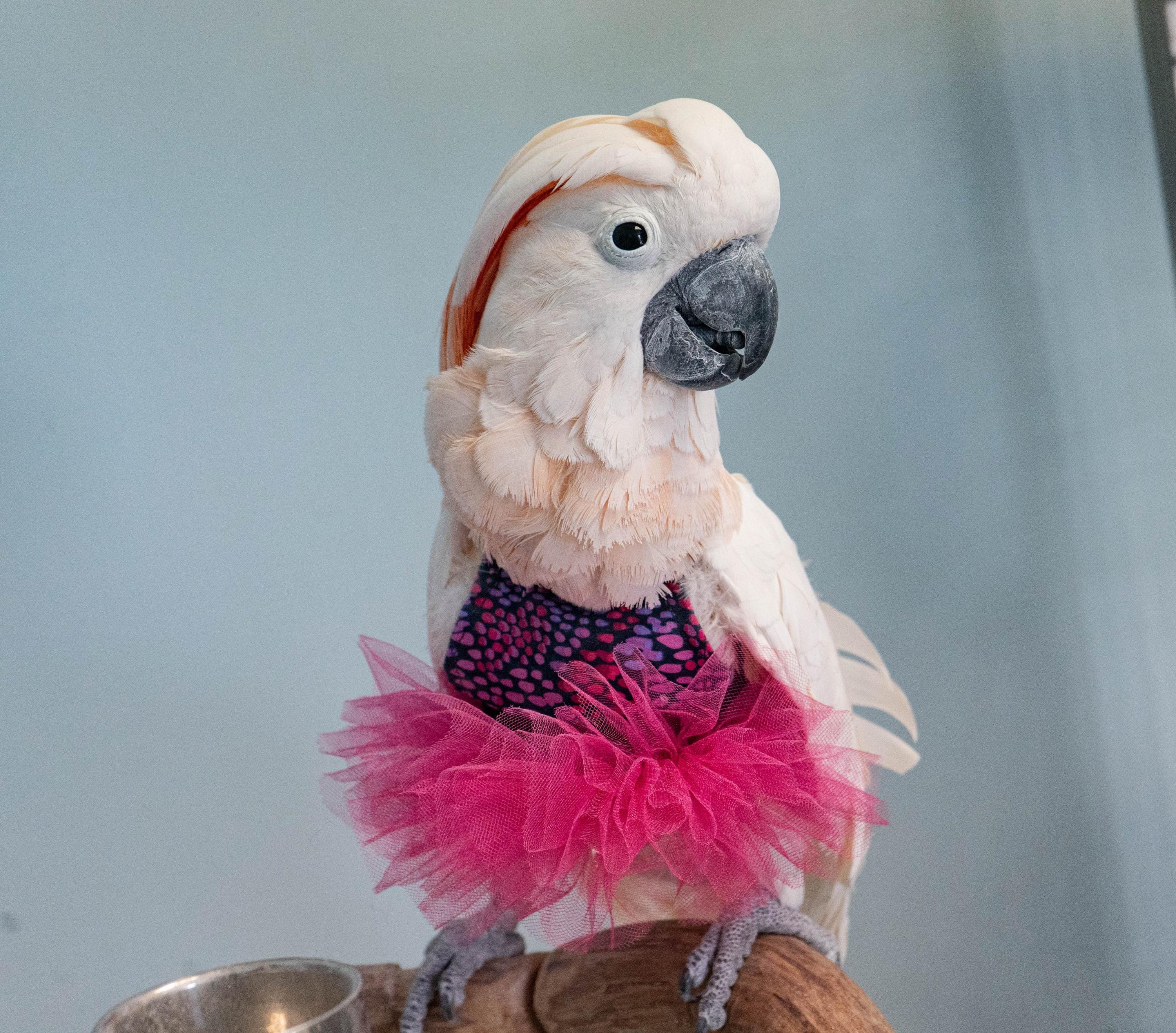 pink dress with birds Pink and Purple Dress for Medium and Large Birds