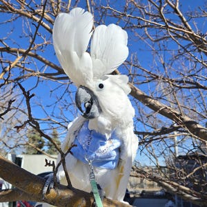 May include: A white cockatoo with a large crest perched on a tree branch against a clear blue sky. The bird has a gray beak and is wearing a blue harness with a cartoon design. A green leash is attached to the harness.