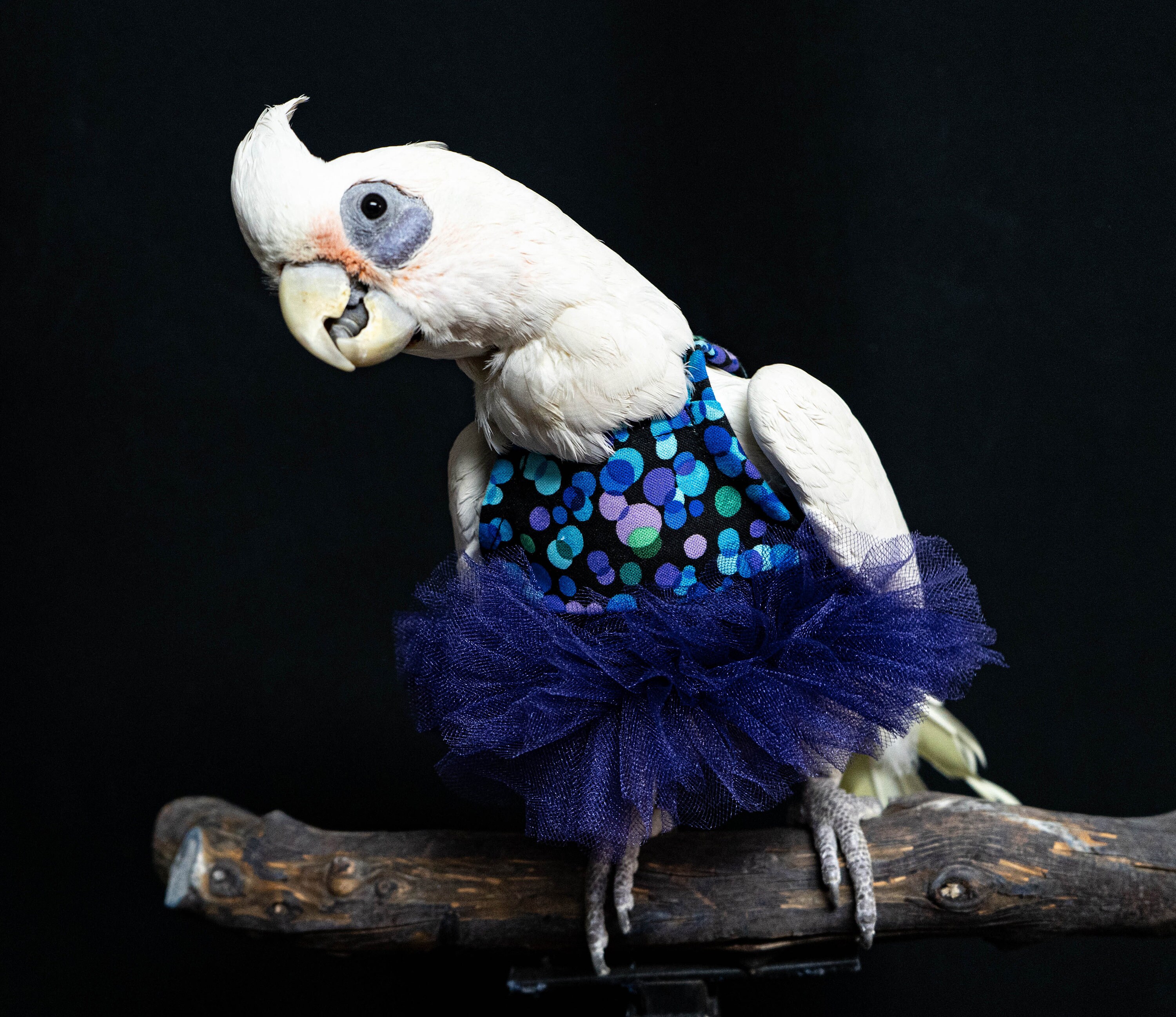 what bird is always dressed for a fancy party Purple and Blue Dress for Medium and Large Birds
