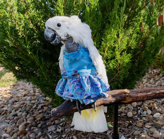 Blue and Gold Dress with Ruffles for Large Parrots