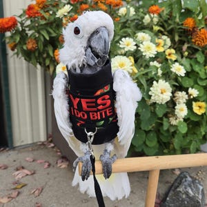 May include: A white cockatoo wearing a black harness with the text "YES I DO BITE" in red. The bird is perched on a wooden bar, with a leash attached. Colorful flowers are in the background.