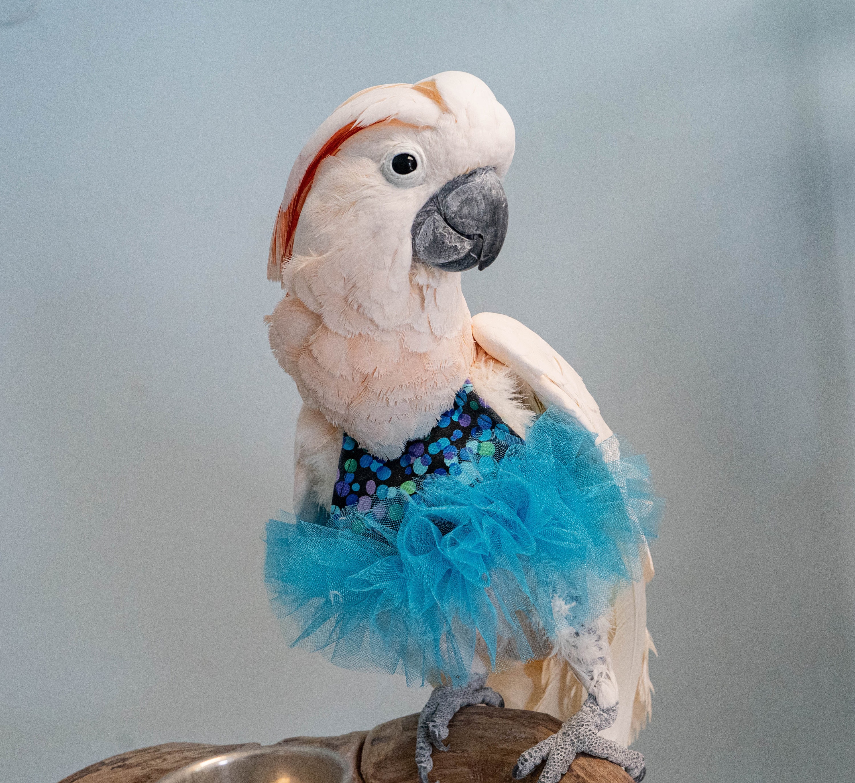 blue dress with birds Turr Dress main image 0