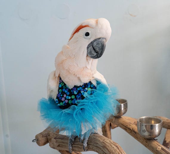 Purple and Blue Dress for Medium and Large Birds