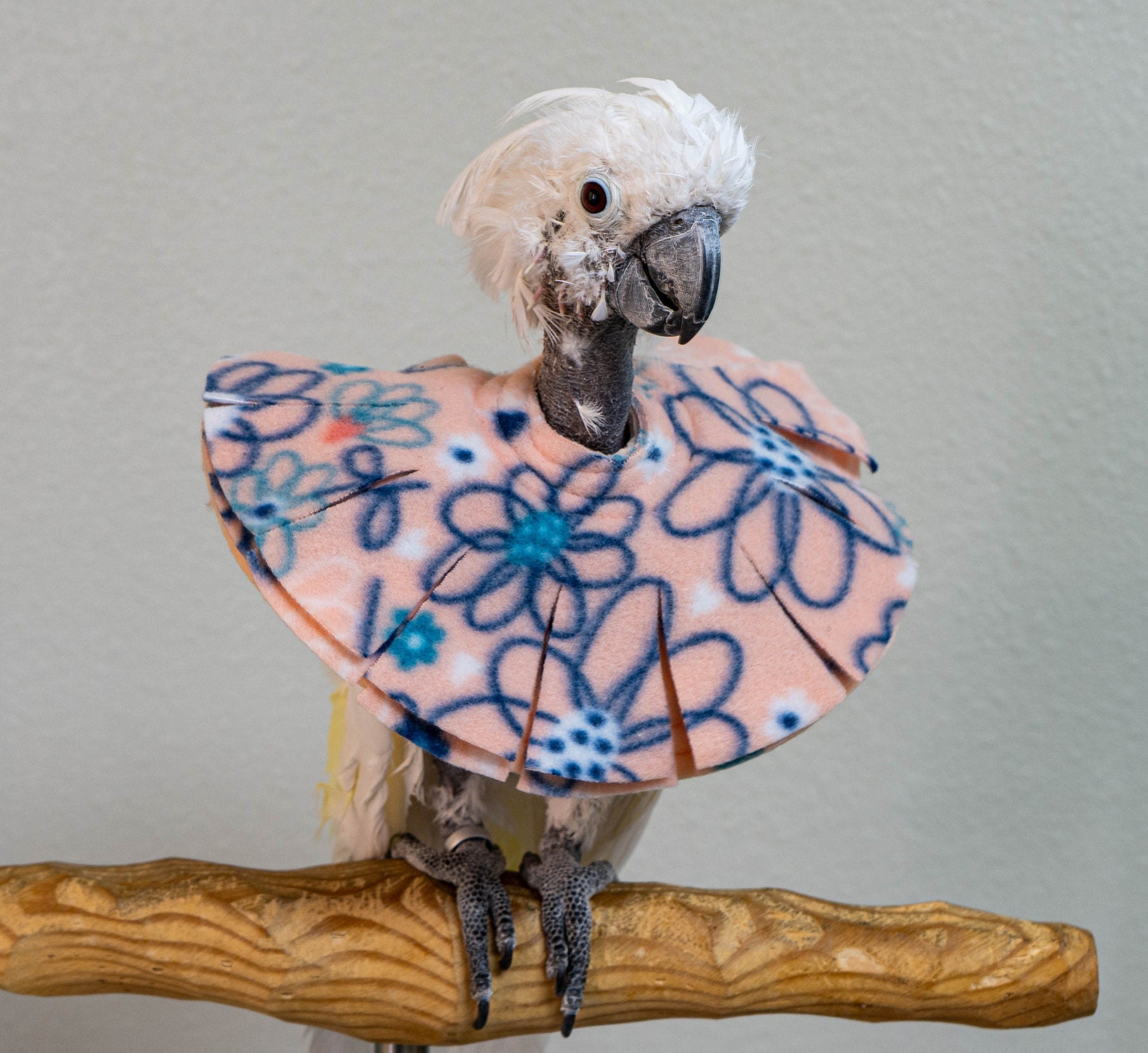 Cone Collar for Parrots