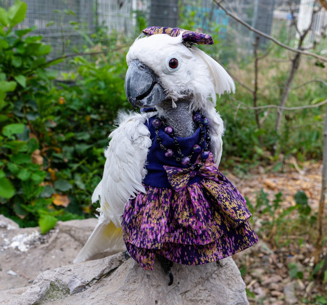 Purple and Gold Dress for Large Parrots