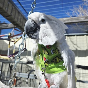 May include: A handmade wooden sign with the text "Welcome" in a playful font. The sign features a distressed white background and a dark brown frame, perfect for a front door or entryway.