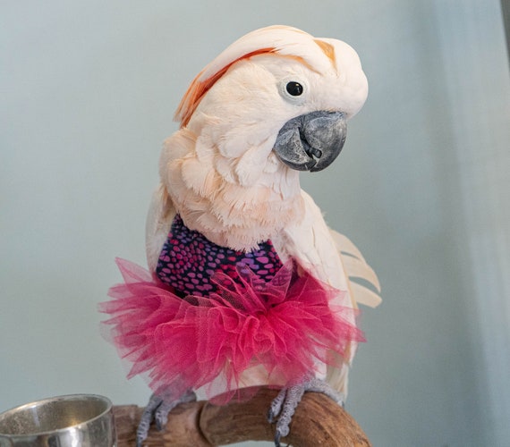 Pink and Purple Dress for Medium and Large Birds