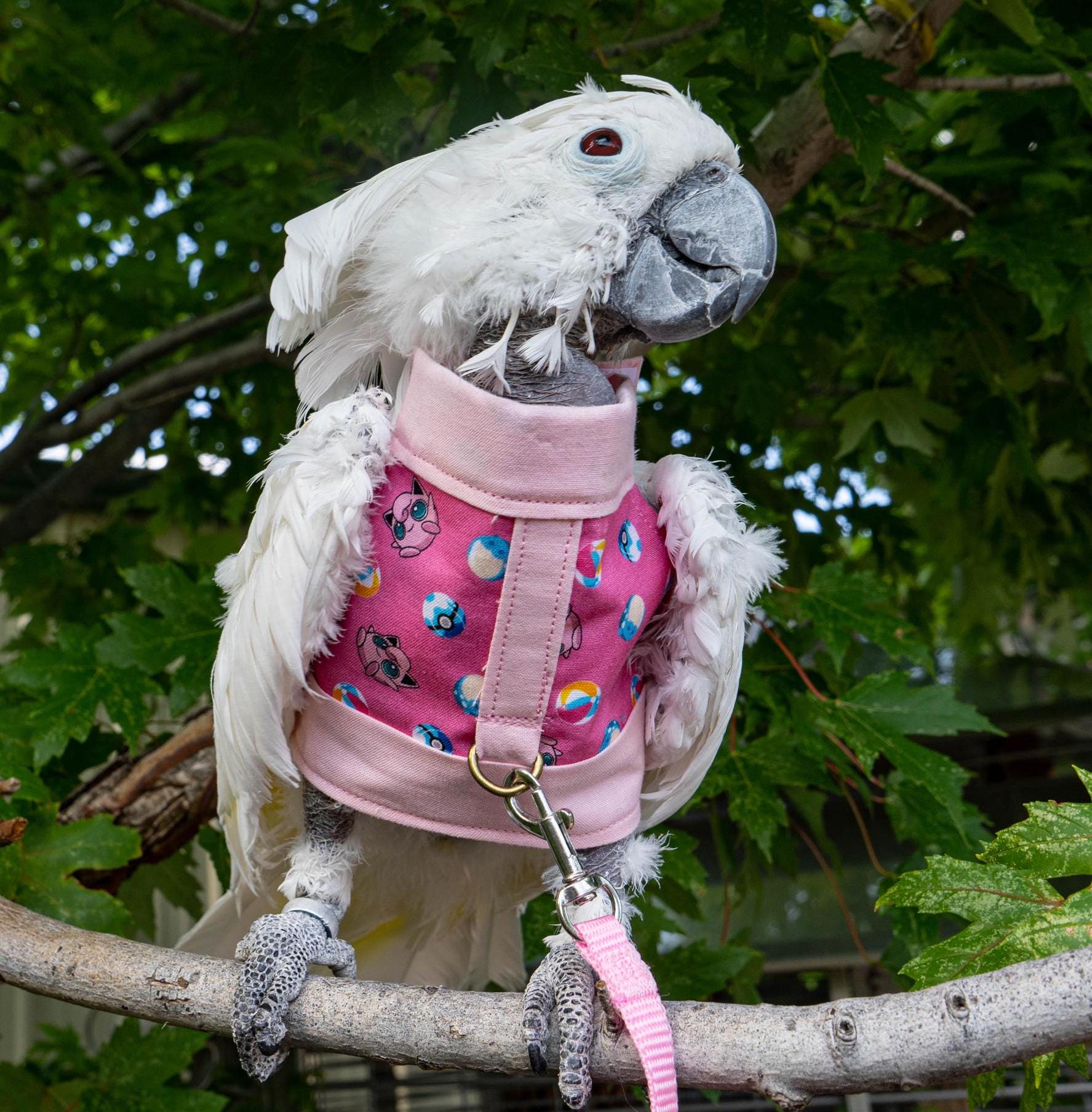 Knitted Jumper Cockatoo Jumper Cockatoo Jumper Australia