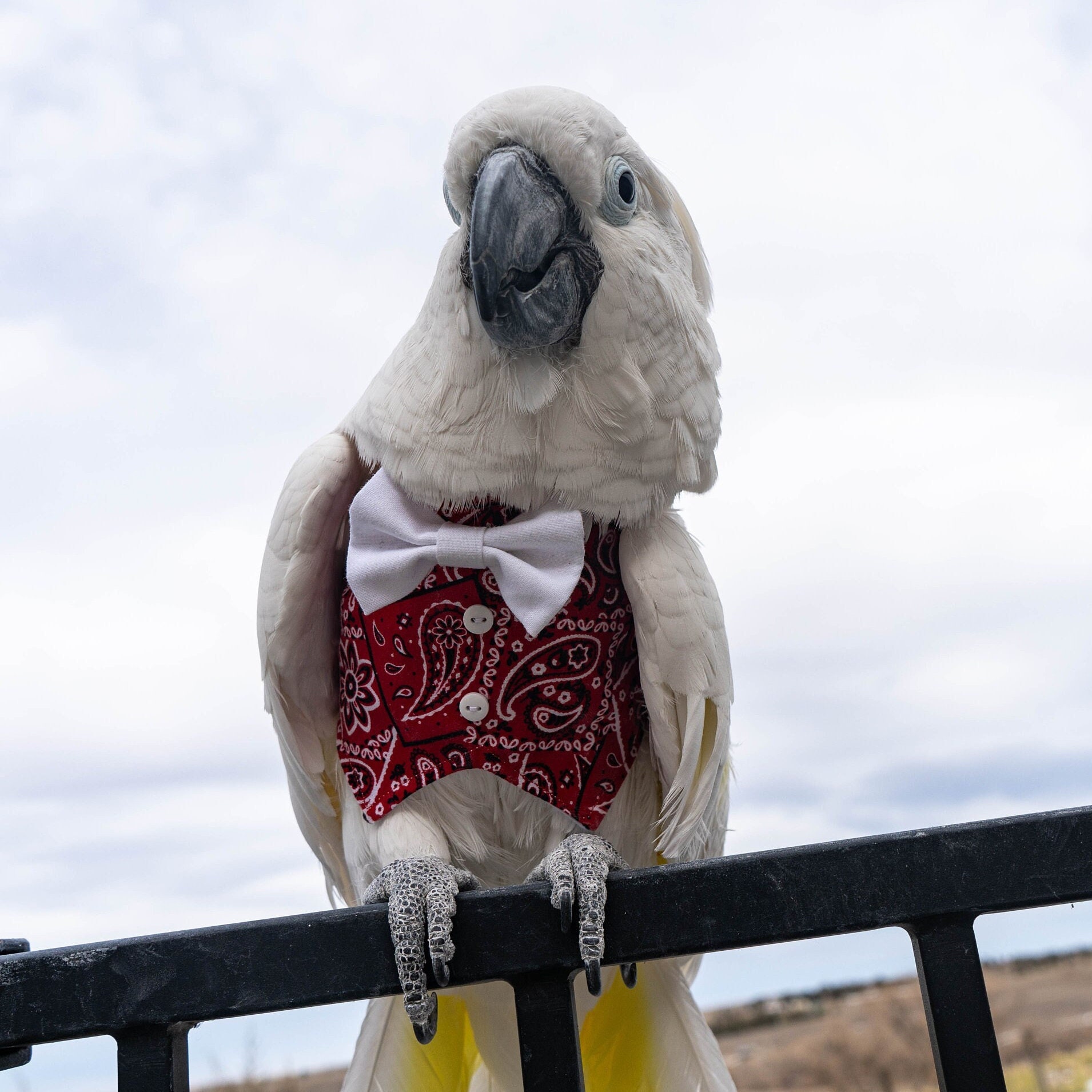 Red Western Print Vest and Bowtie for Large Birds