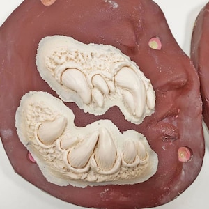May include: Close-up of a brown silicone mold with two white raised impressions of claws. The mold is used for creating realistic-looking claws for costumes or props.