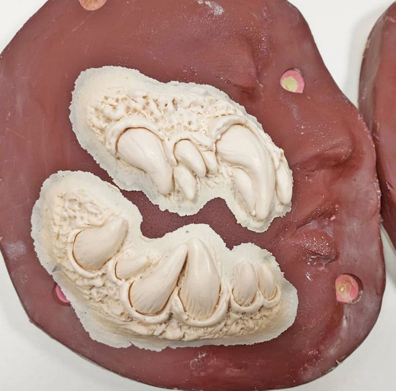 May include: Close-up of a brown silicone mold with two white raised impressions of claws. The mold is used for creating realistic-looking claws for costumes or props.