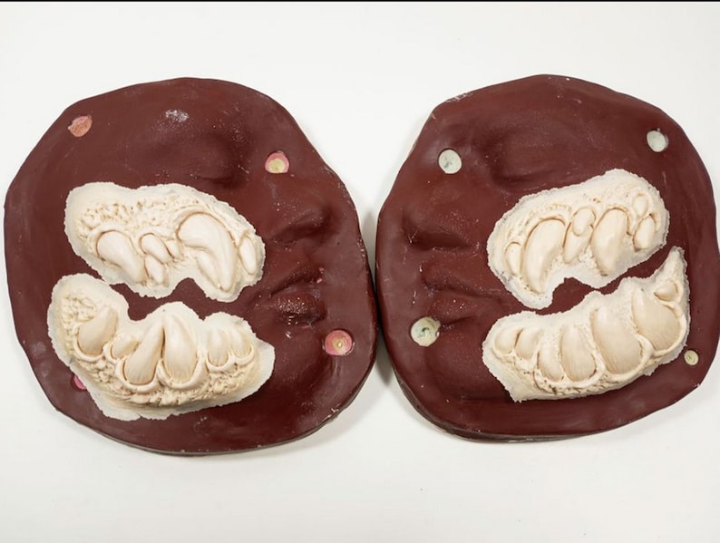May include: Two brown plaster molds with raised white impressions of teeth. The molds are used for creating custom teeth for costumes or props.