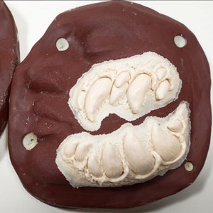 May include: Close-up of a brown mold with two white impressions of teeth. The mold is used for creating custom teeth for costumes or props.