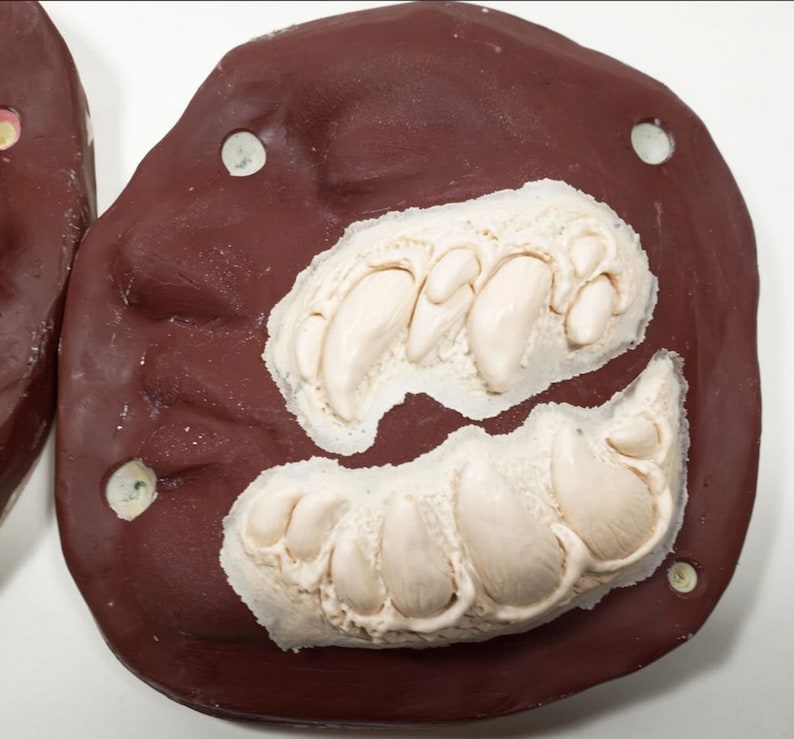 May include: Close-up of a brown mold with two white impressions of teeth. The mold is used for creating custom teeth for costumes or props.