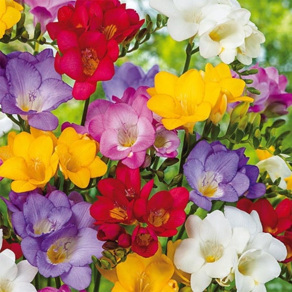 Freesia Mix (15 Bulbs)