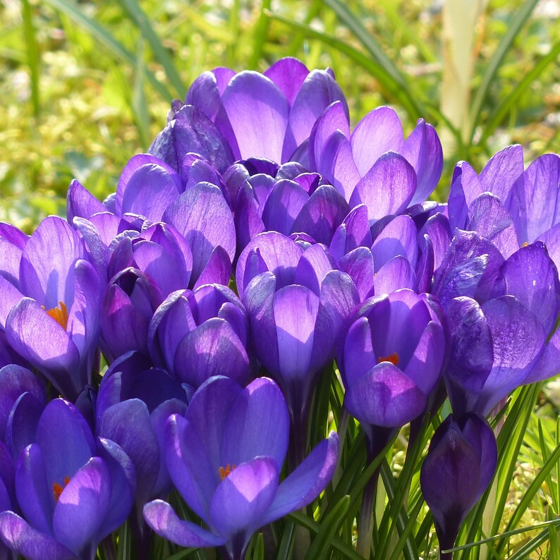 Crocus Mixed Colors: Purple, White, Yellow or Blue Flowers - Etsy