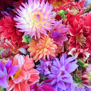Dahlia Mixed Colors (3 Bulbs)