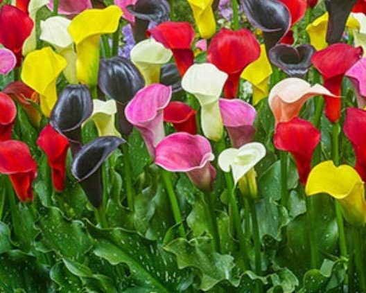Calla Lily Mixed Colors (3 Bulbs) - Etsy