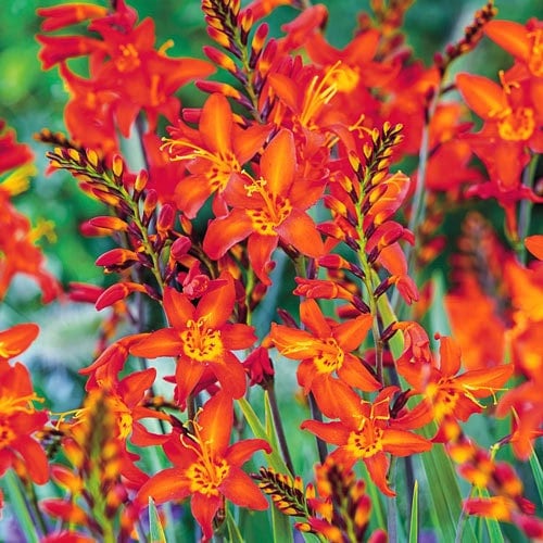 Crocosmia Prince of Orange (5 Bulbs)