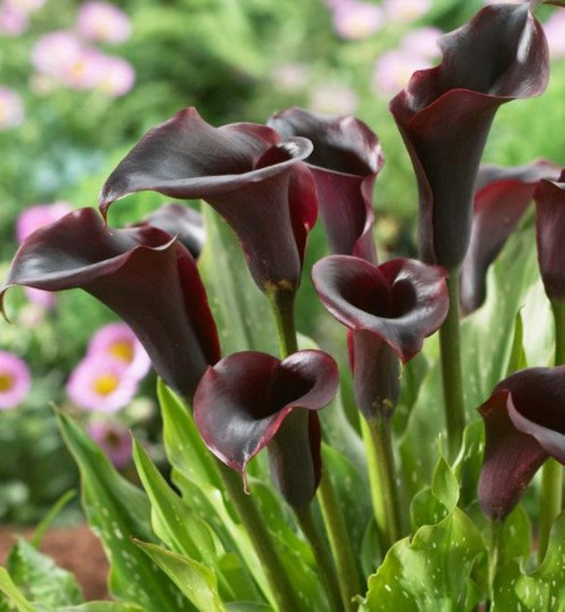 Calla Lily dubai Night or schwarzwalder 3 Bulbs Etsy