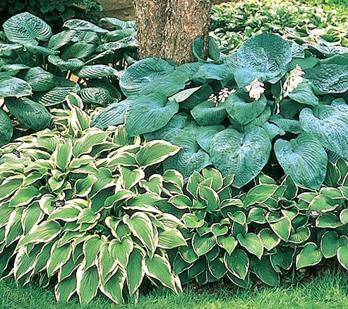 Hosta Tears in Heaven Rooted 5.25 Pot Perennial Shade BLUE WEEPING -  Humble Hen Farm & Nursery