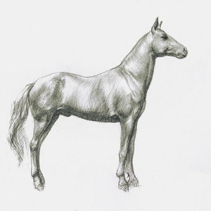 Animale domestico originale cavallo disegno belle arti b&n bellezza regalo animale grigio cavalli realismo soggiorno vivaio ritratto schizzo A4